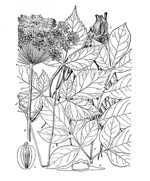 Natural compounds from  Angelica biserrata